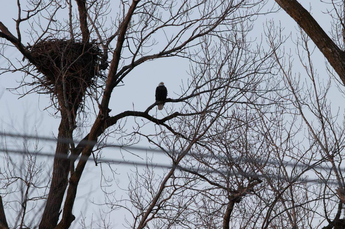 A nesting eagle sits on a branch near its nest in Valmeyer, Ill. on Jan. 23, 2025.
