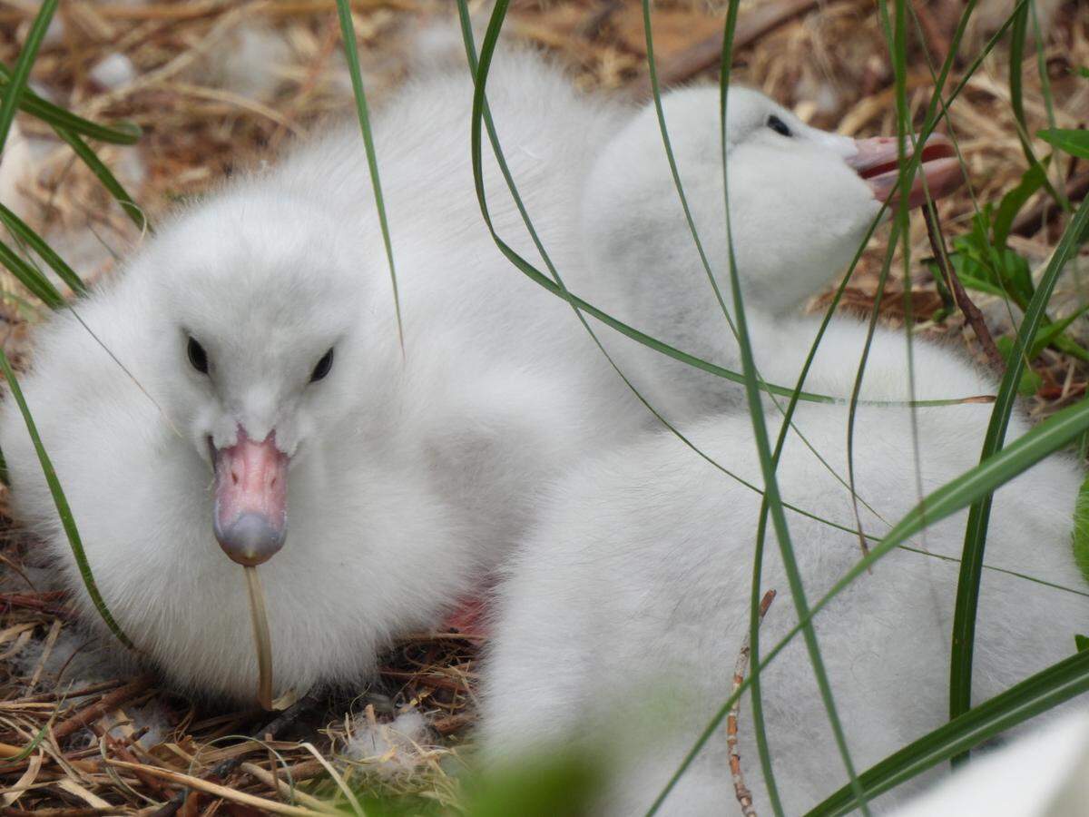 The Saint Louis Zoo’s trumpeter swan cygnets hatched May 30 and currently weigh about 3.5 pounds.