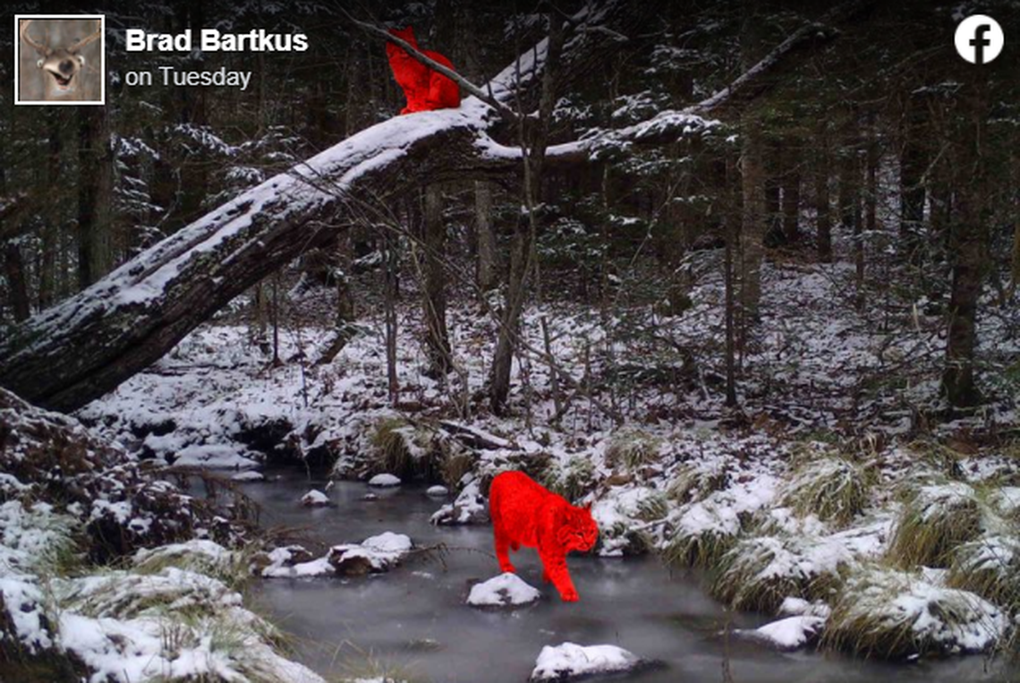 Here are the two bobcats in the photo.