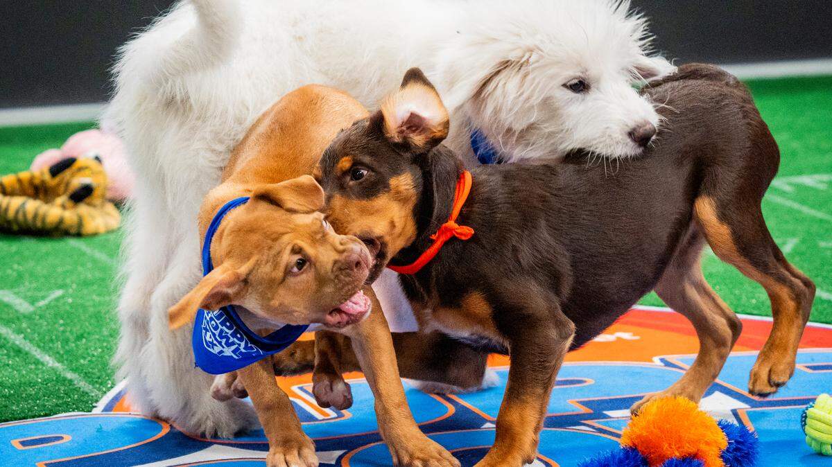 Mardipaw, Sully and Meatball wrestle at the 21st annual Puppy Bowl.