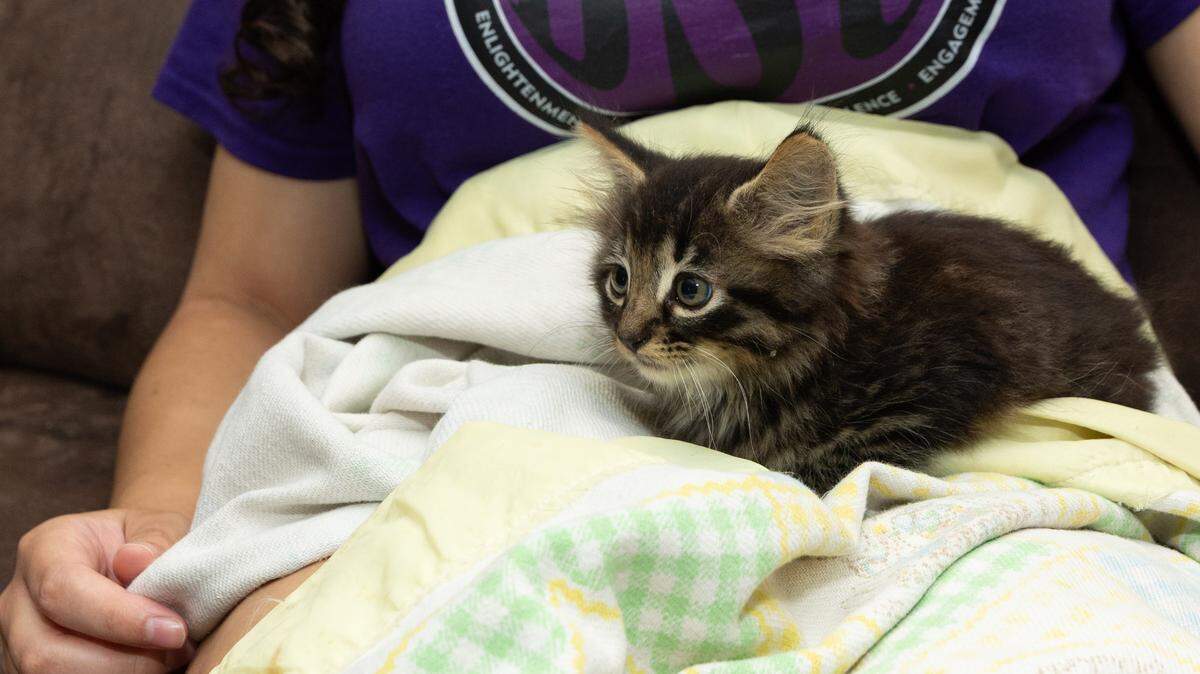 “Lombard” sits on the lap of Cecelia Hammond, who along with her sister found him on a Metrolink overpass the day before.