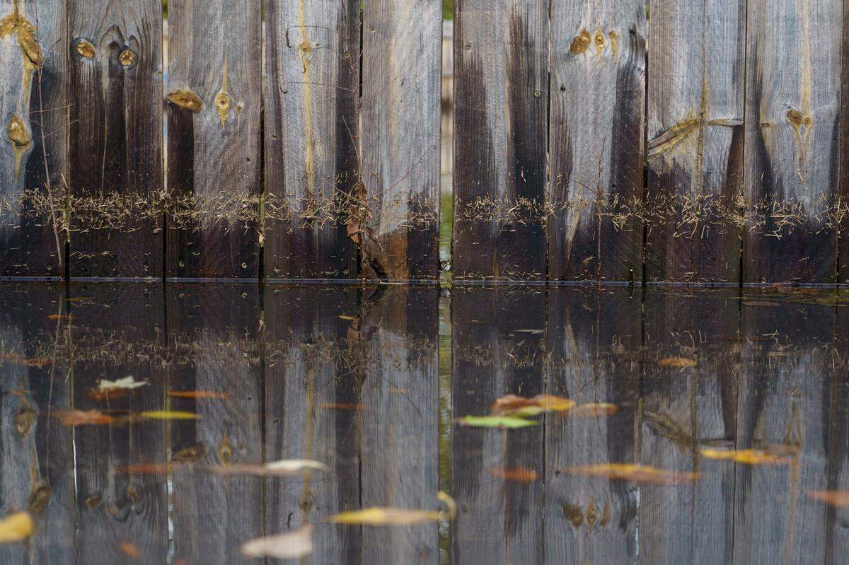 Water seeps into Terry Barnes backyard in East St. Louis, IL on Wednesday, Nov. 6, 2024. The water stains show how high the water was.