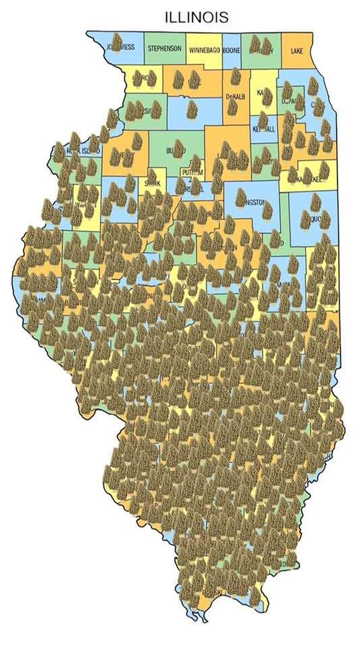 Morel mushrooms had been reported all across the southern half of Illinois as of April 17, 2024, according to the Illinois Morel Mushrooms Facebook page.