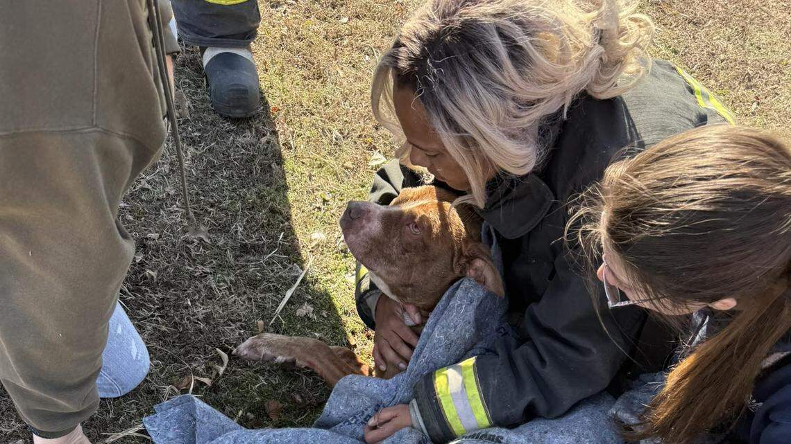 Firefighter’s daring rescue of dog from icy metro-east pond caught on video