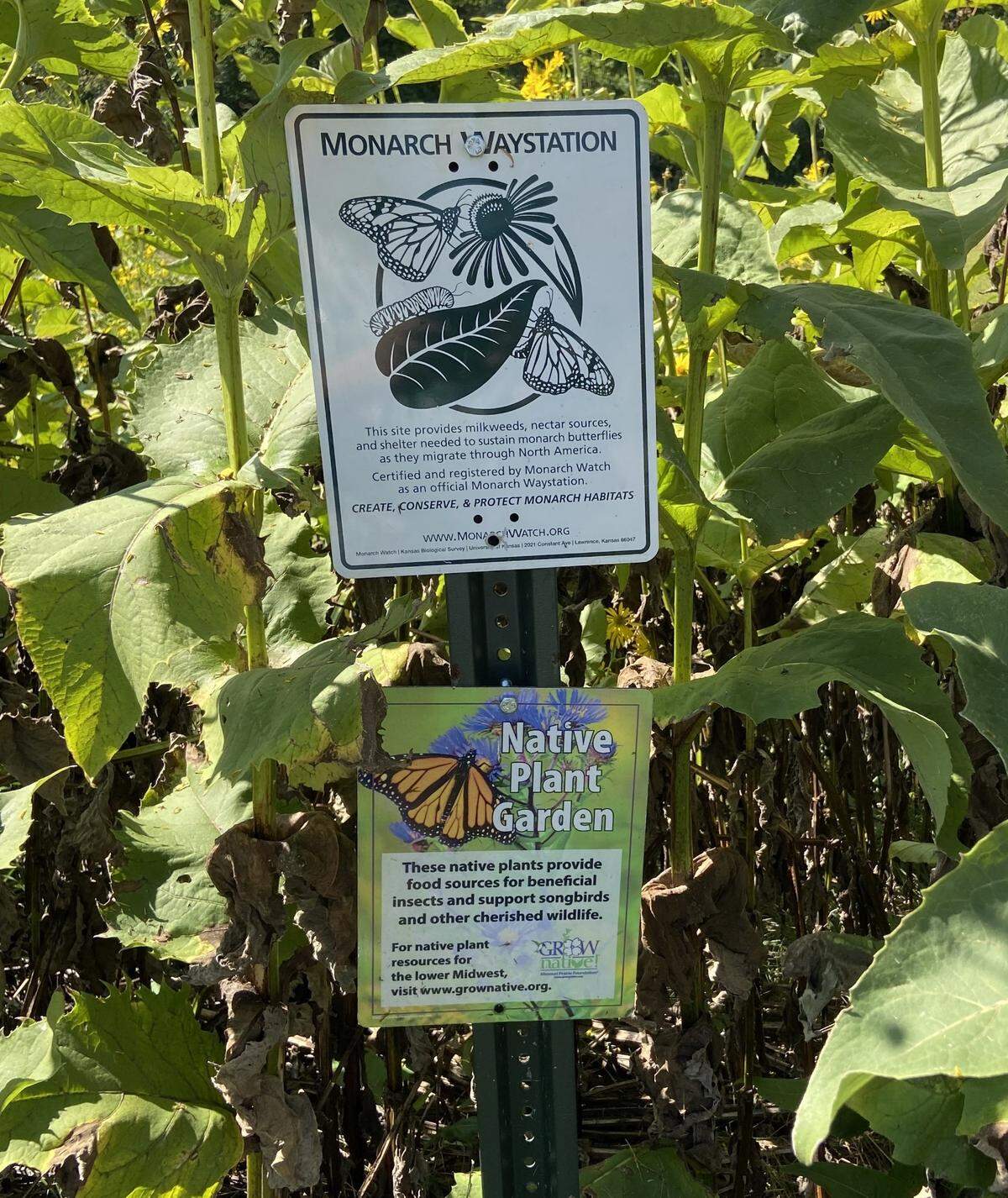 To teach about nature and ecosystem interactions, Life Sciences teacher Mellenthin took the classroom outside at Carriel Junior High School several years ago, planting butterfly and vegetable gardens in a side yard, and later, a pollinator patch of native prairie grasses across the road. Pictured is the Monarch Butterfly Way Station.