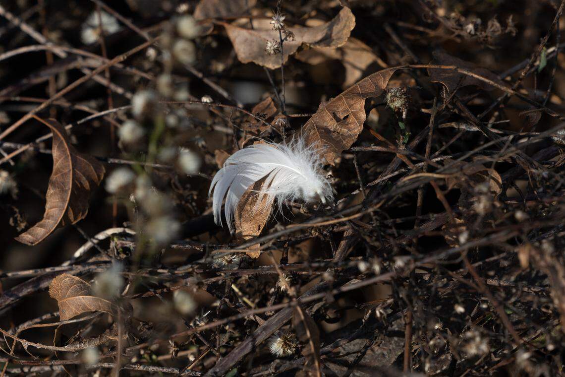 The downy feather of a deceased goose, who died from bird flu on Funk Family Farm.