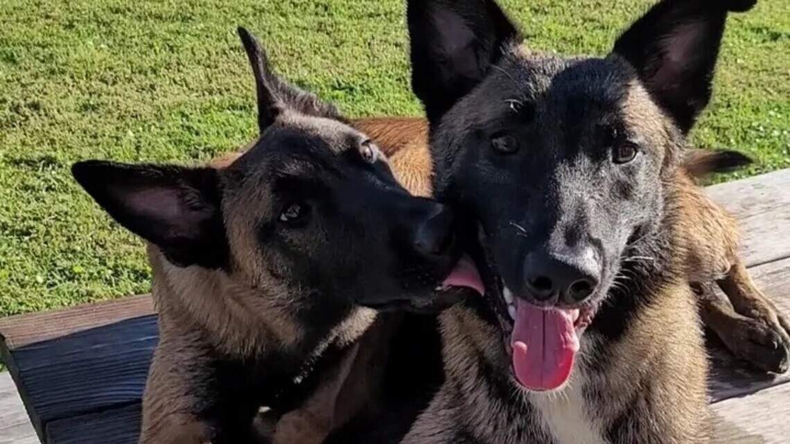 NC woman told not to share video showing trooper shooting her dogs. She’s doing it anyway.