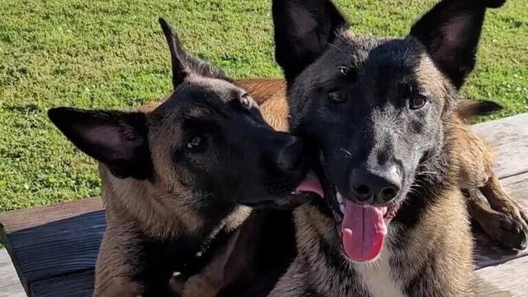 NC woman told not to share video showing trooper shooting her dogs. She’s doing it anyway.