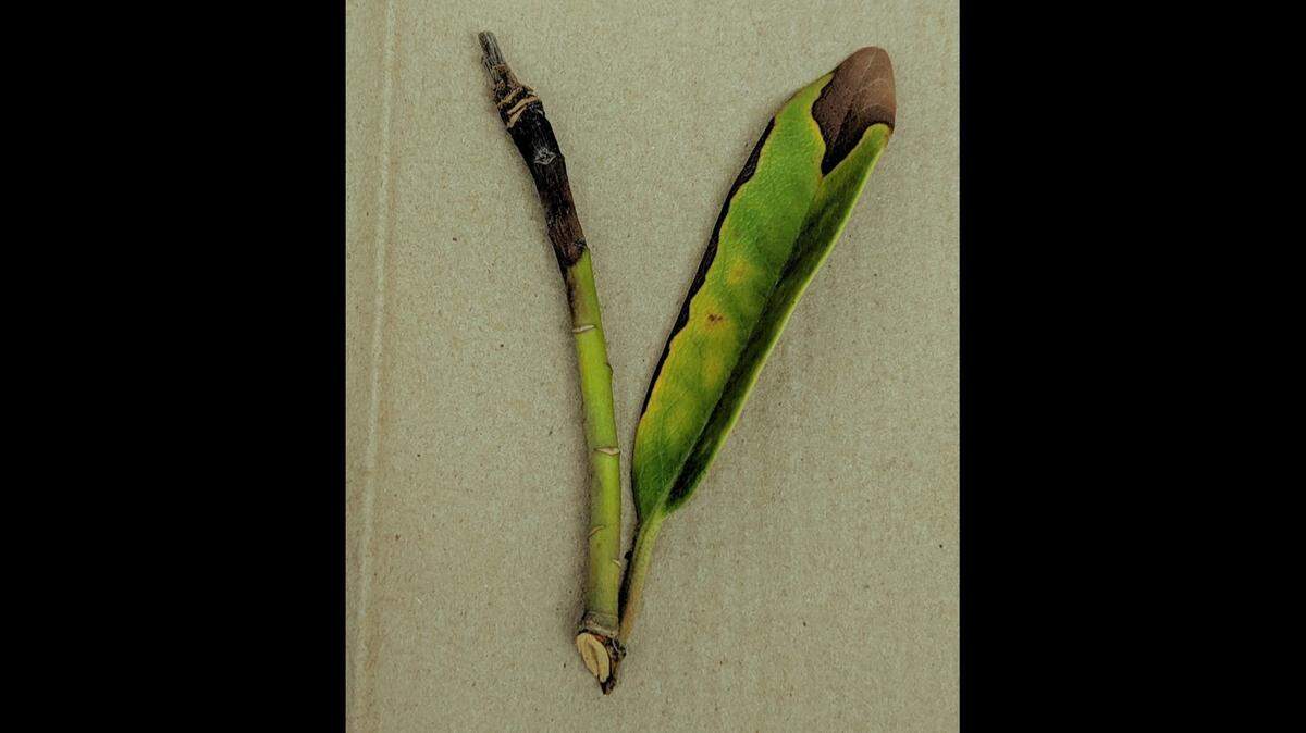 A leaf and branch tip showing symptoms of Phytophthora ramorum. The pathogen can cause sudden oak death if it infects an oak tree.