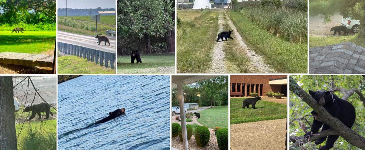 Several people have captured images of black bears crossing roads, swimming or just hanging out in back yards in southern Illinois in the past five years.