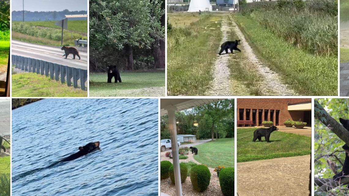 Millstadt-area resident finds black bear in her yard. What to do if you see one