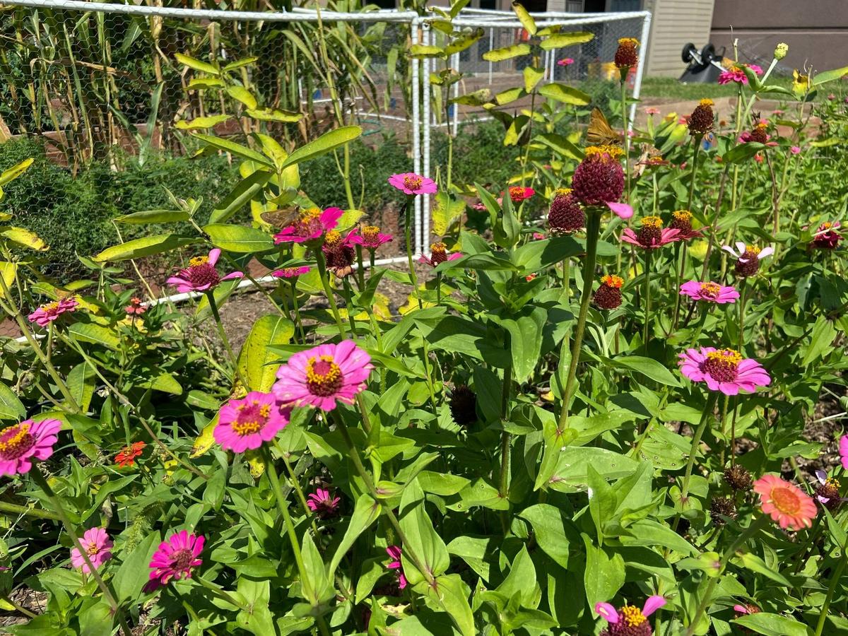 Zinnias attract Monarch butterflies on their way to Mexico in the fall.