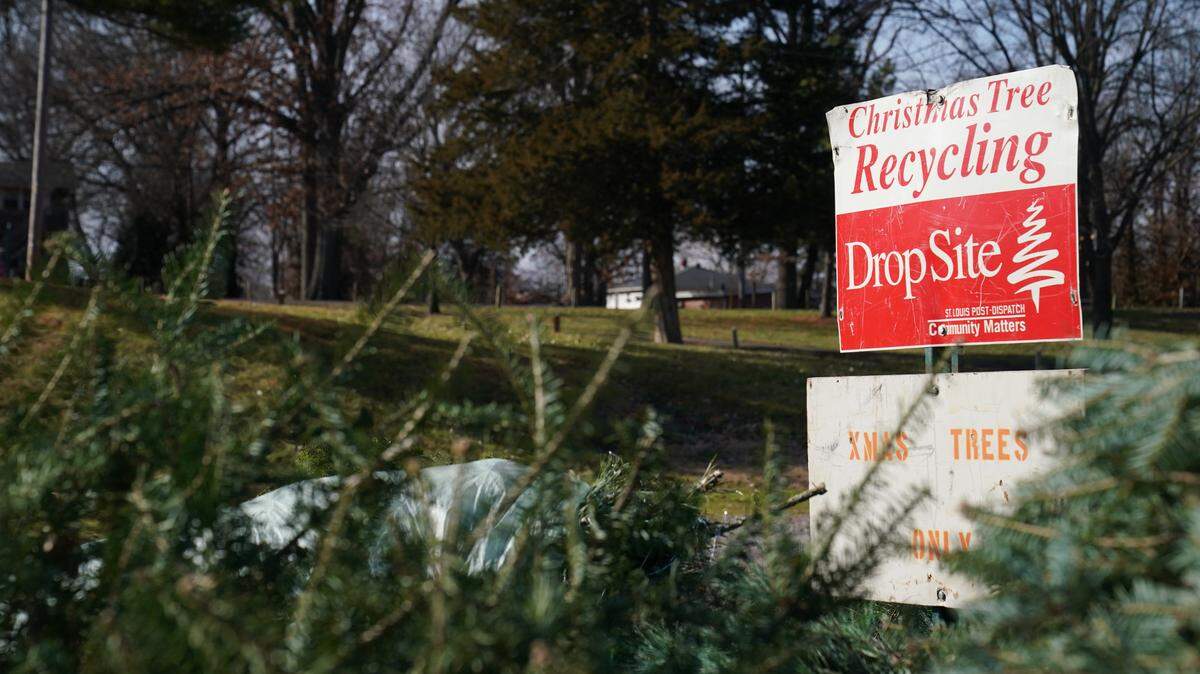 The Christmas tree recycling site at Bellevue Park in Belleville, on Jan. 2, 2024.