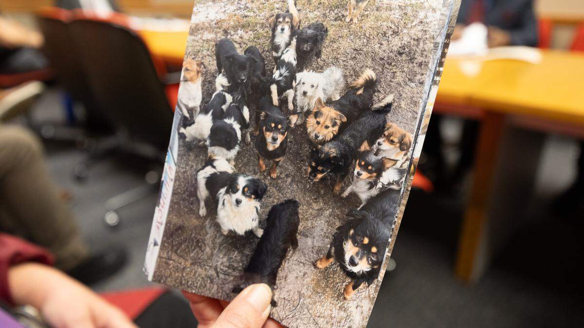 Vicki Lehares of Found a Hound Rescue holds up a photo depicting the scene she came upon at an animal hoarding situation along Waterloo Road in Millstadt Township at a St. Clair County Animal Services committee meeting on Feb. 24. “I’ve never seen anything like it,” Lehares said.