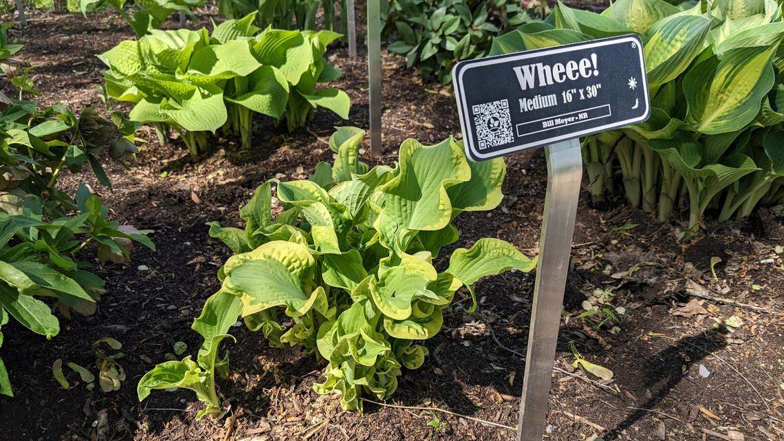 Wheee! is one of 500 varieties of hostas the can be found at Hostas on the Bluff in Fairview Heights.