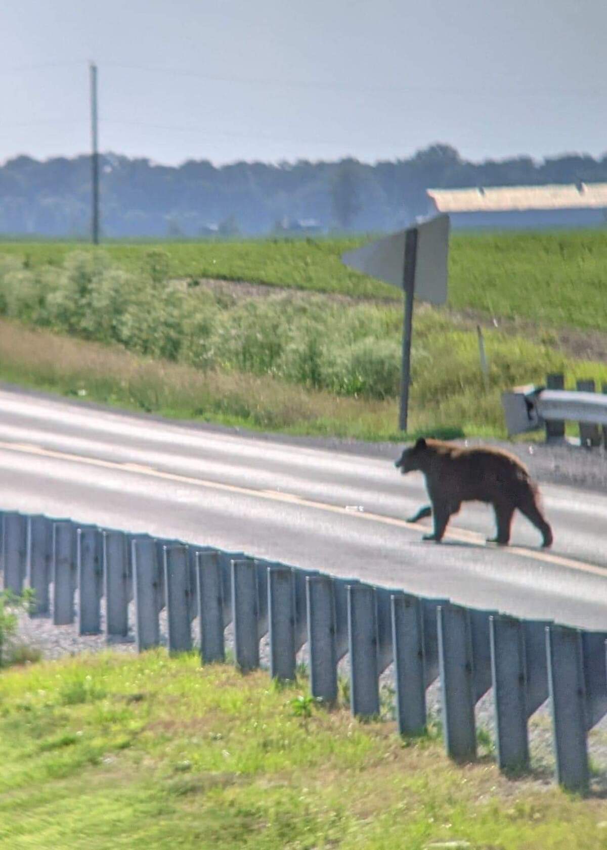 The black bear pictured here was first spotted in Monroe County on June 10, 2021, before making its way across southwestern Illinois. Black bear and big cat sightings became a regular occurrence in the metro-east in last summer.