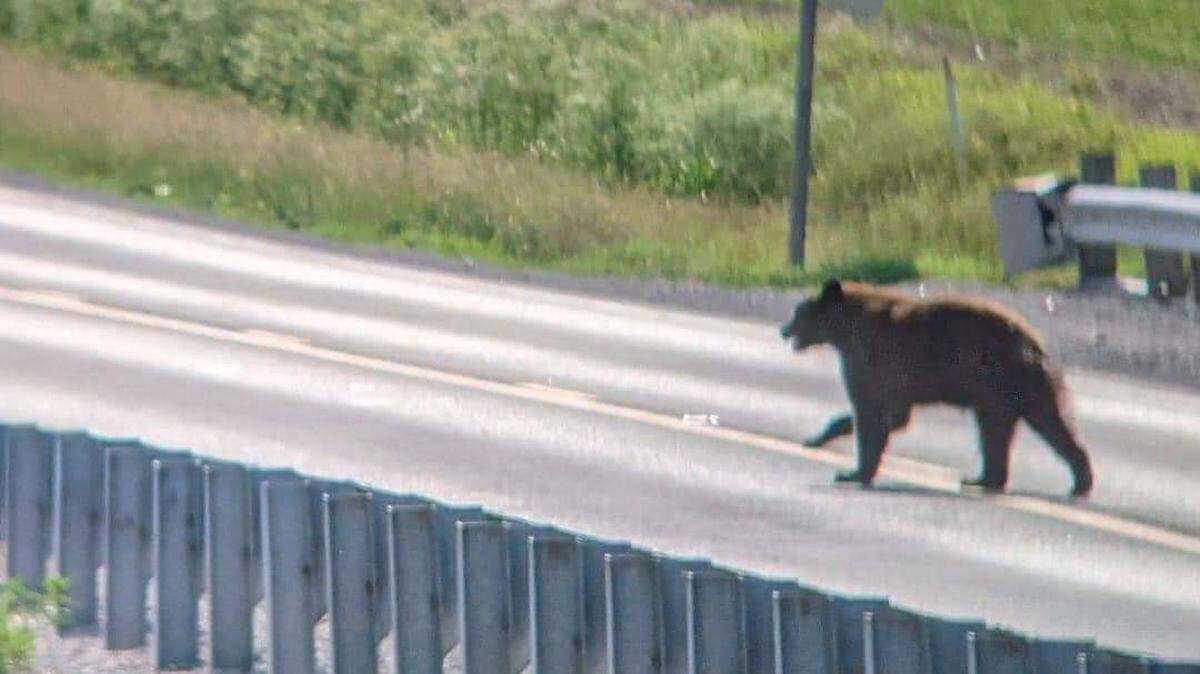What’s the visiting bear up to in this sweltering southwest IL heat? The latest update