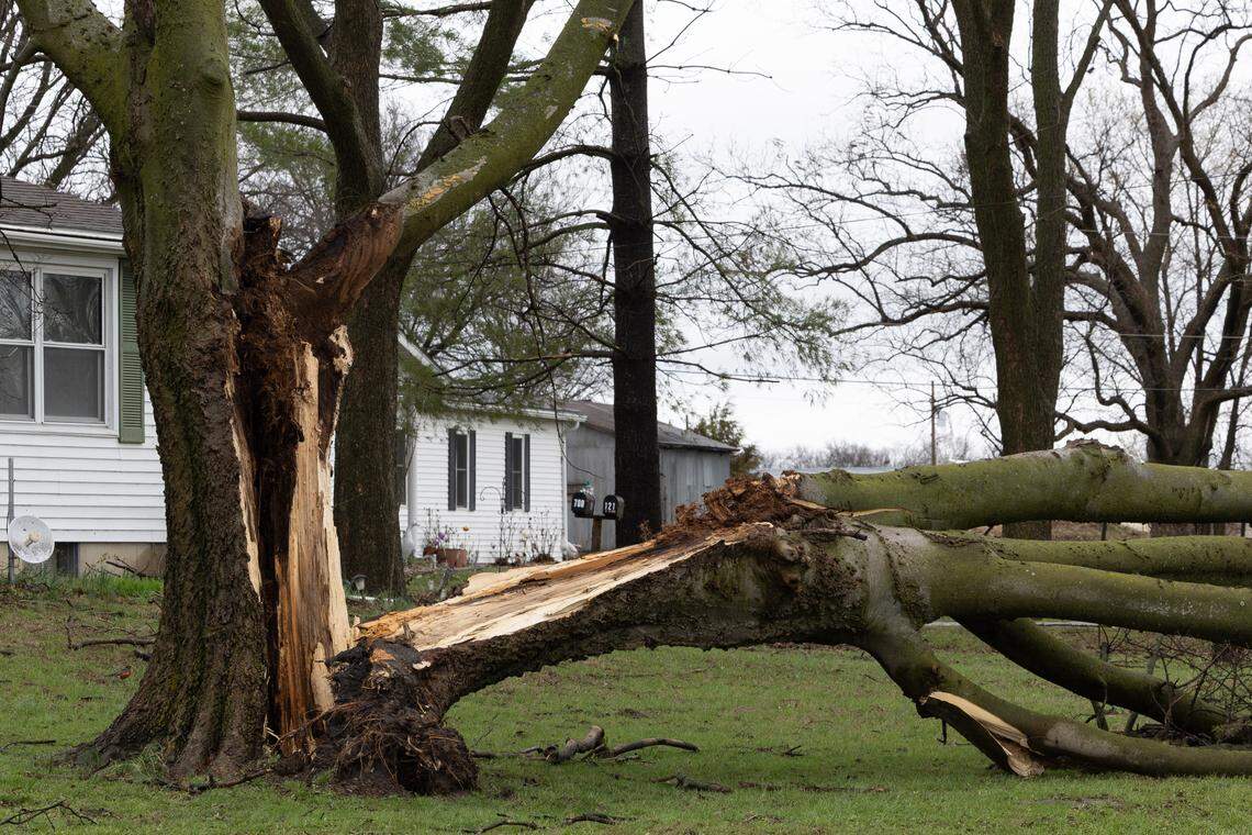 A fallen tree in Marissa after heavy storms passed through the area Wednesday.
