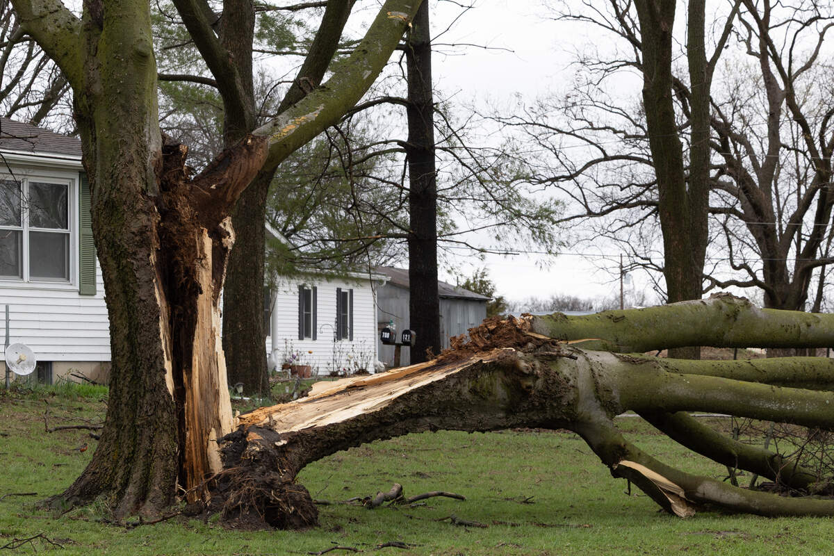 A fallen tree in Marissa after heavy storms passed through the area Wednesday.