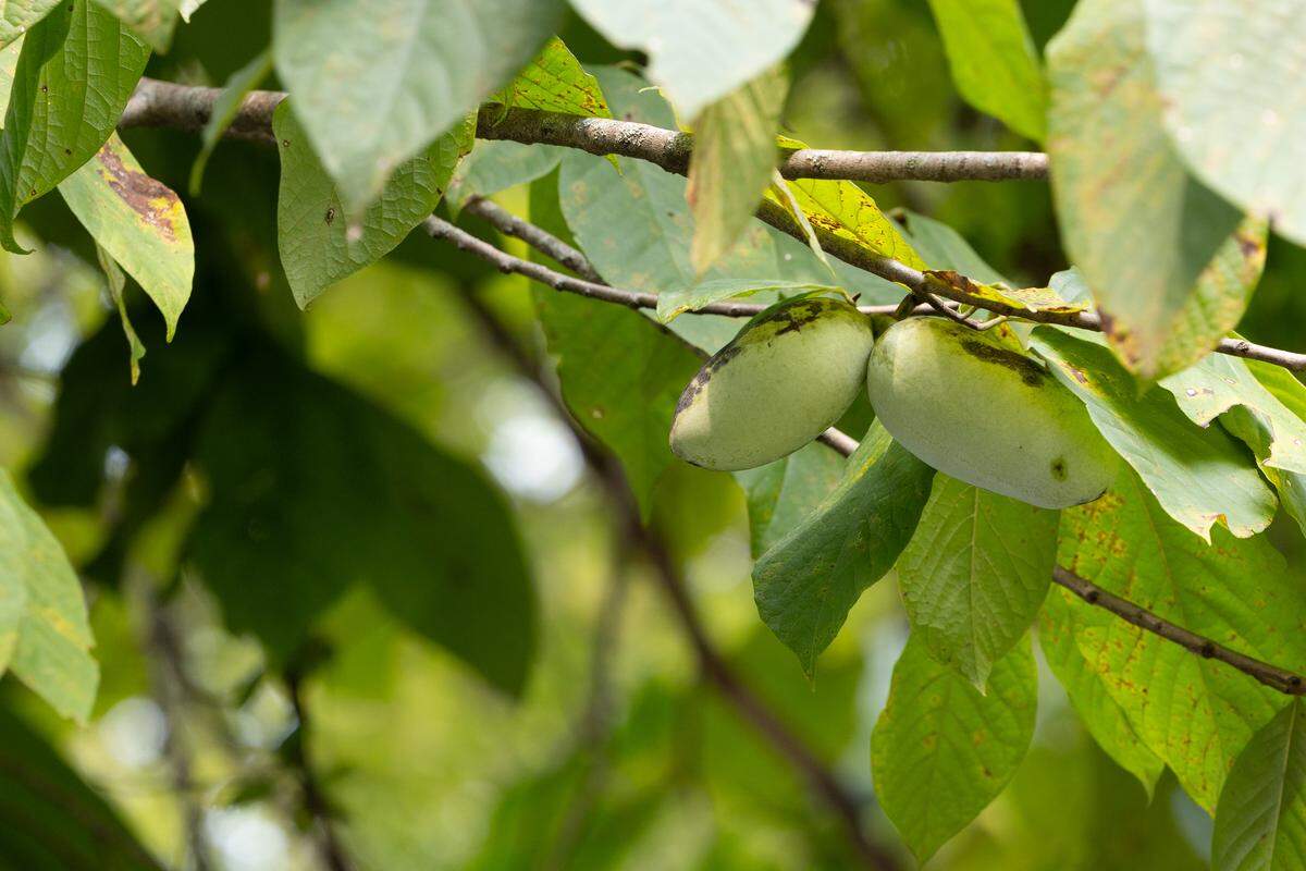 Paw paw are one of the only fruits native to Illinois. The succulent green fruits grow on trees and have a taste somewhere between a banana and a mango.