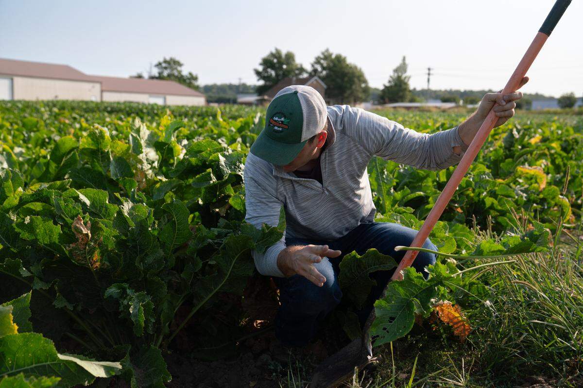 Horseradishes takes almost six months to grow. In September the plants are tall and leafy, and navigating the fields to weed is difficult. Here, J.R. Kelly representative Matt McMillin pulls leaves aside to inspect the quality of a root.