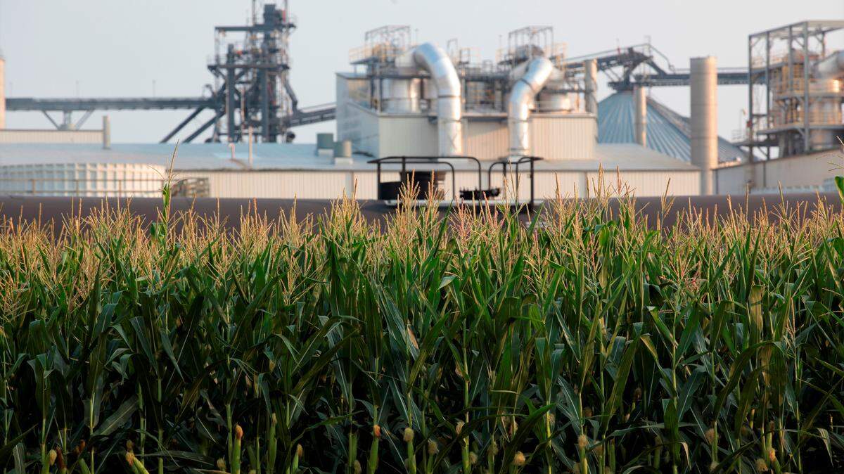 FILE - Corn grows in front of an ethanol refinery on July 22, 2021, in Chancellor, S.D. Opponents of planned liquid carbon dioxide pipelines in the Midwest won a victory Wednesday, May 3, 2023, when an Iowa judge ruled that a state law that gives surveyors the right to enter private property is unconstitutional. Pipeline company Navigator CO2 Ventures’s planned pipeline would cut through five states — Iowa, Illinois, Minnesota, Nebraska and South Dakota — and carry carbon dioxide from ethanol and fertilizer processors to a site in Illinois. (AP Photo/Stephen Groves, File)