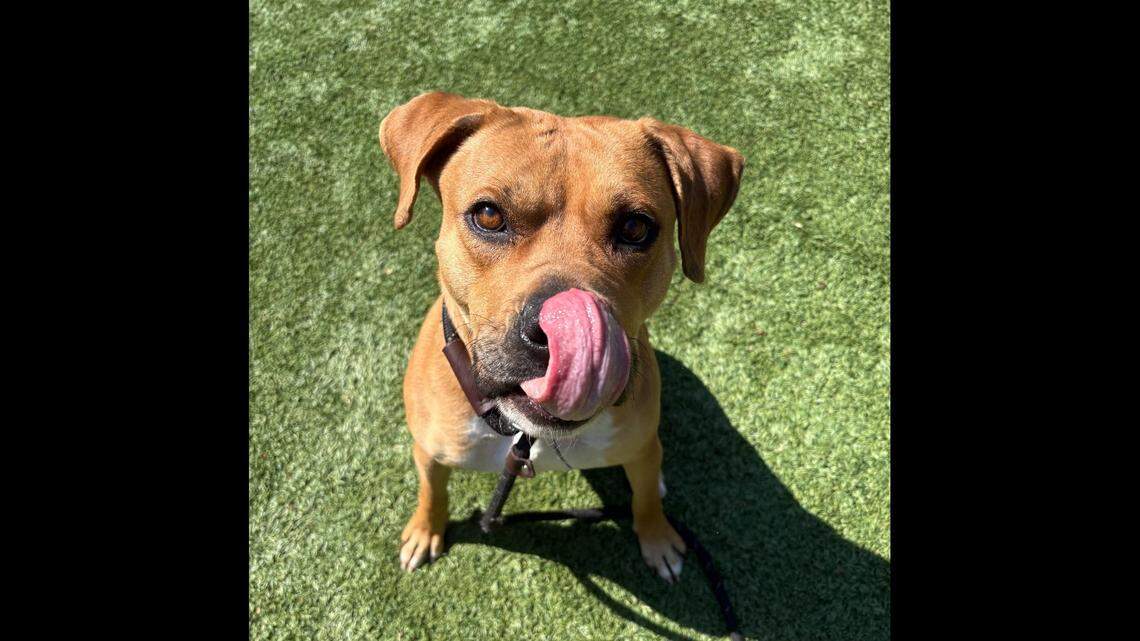 Amber is a 3-year-old, 58-pound dog listed as a pit bull terrier at the Belleville Area Humane Society.