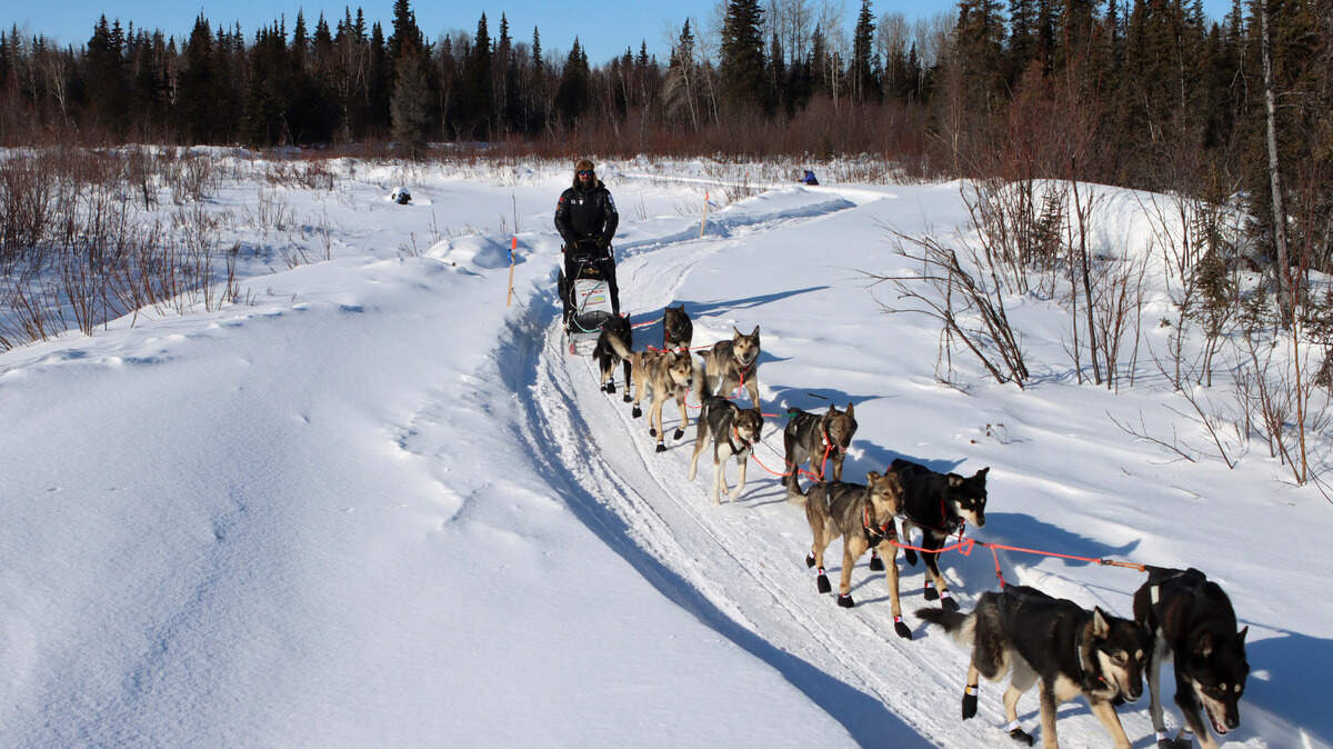 This AP file photo from March 12, 2021, does not show Ryan Redington or his team. A snowmobiler crashed into his dog sled team on Jan. 8, 2022, and injured his animals (Zachariah Hughes/Anchorage Daily News via AP, Pool)