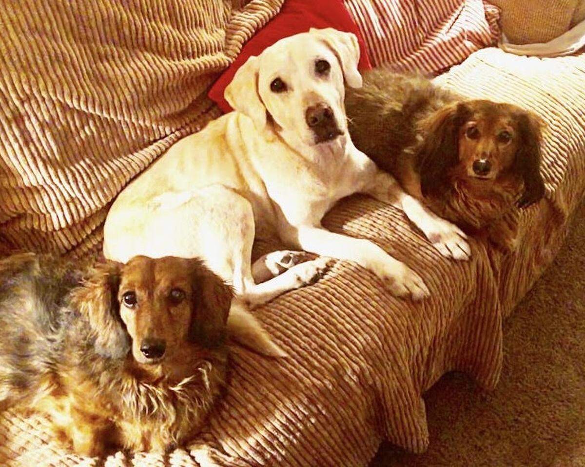 Loretta, a terminally ill yellow Labrador retriever that is being fostered by the Barney family in Edwardsville, relaxes on a couch with two of their three long-haired dachshunds, Charles and Marcel.
