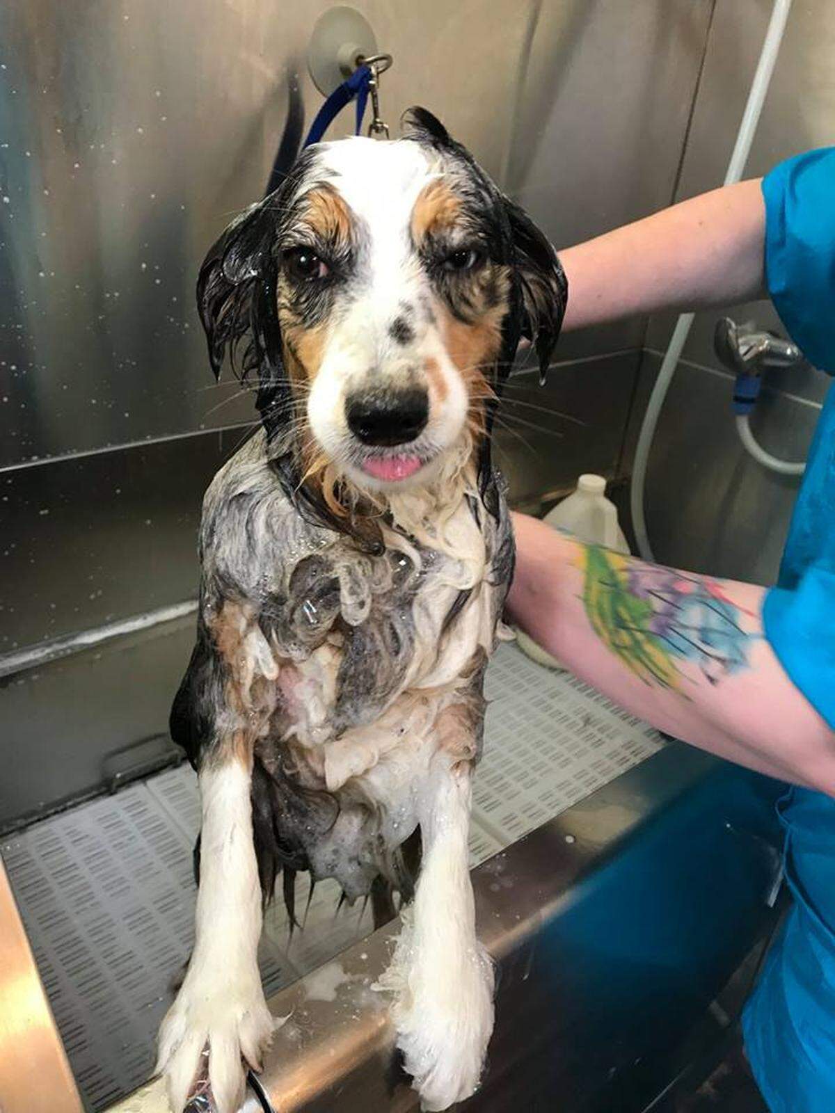 Melody at Stacked and Styled in Collinsville volunteered to groom Summer after she was found, according to the Finding Summer Facebook page.