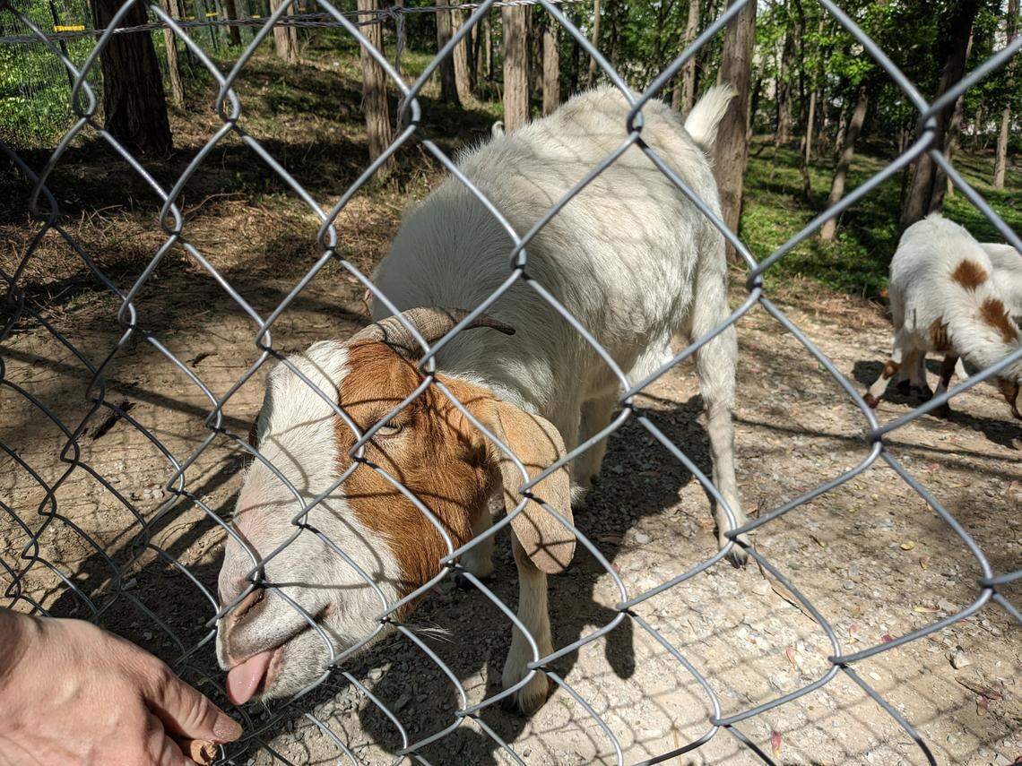 Nugget is one of the four goats that live at Hostas on the Bluff in Fairview Heights.