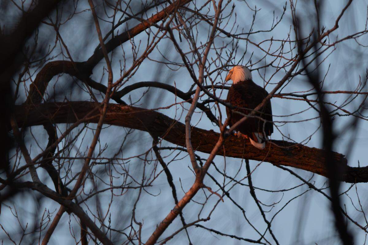 A nesting eagle sits on a branch near its nest in Valmeyer, Ill. on Jan. 23, 2025.