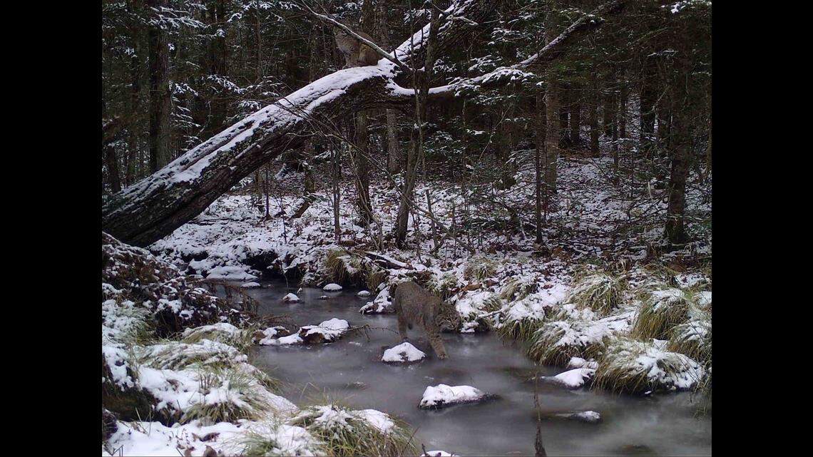 How many bobcats do you see in this Wisconsin photo? The correct answer has surprised a lot of people