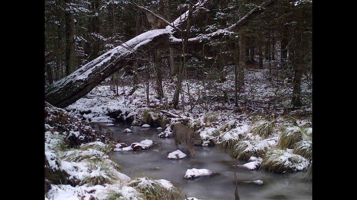 How many bobcats do you see in this Wisconsin photo? The correct answer has surprised a lot of people