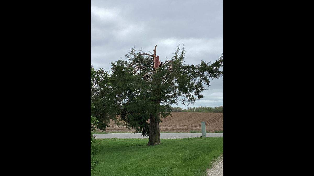 The National Weather Service on Monday released this photo of a tree snapped off at the trunk during a tornado south of Waterloo Easter Sunday night. No injuries were reported in the tornado but there are multiple reports of building and tree damage.