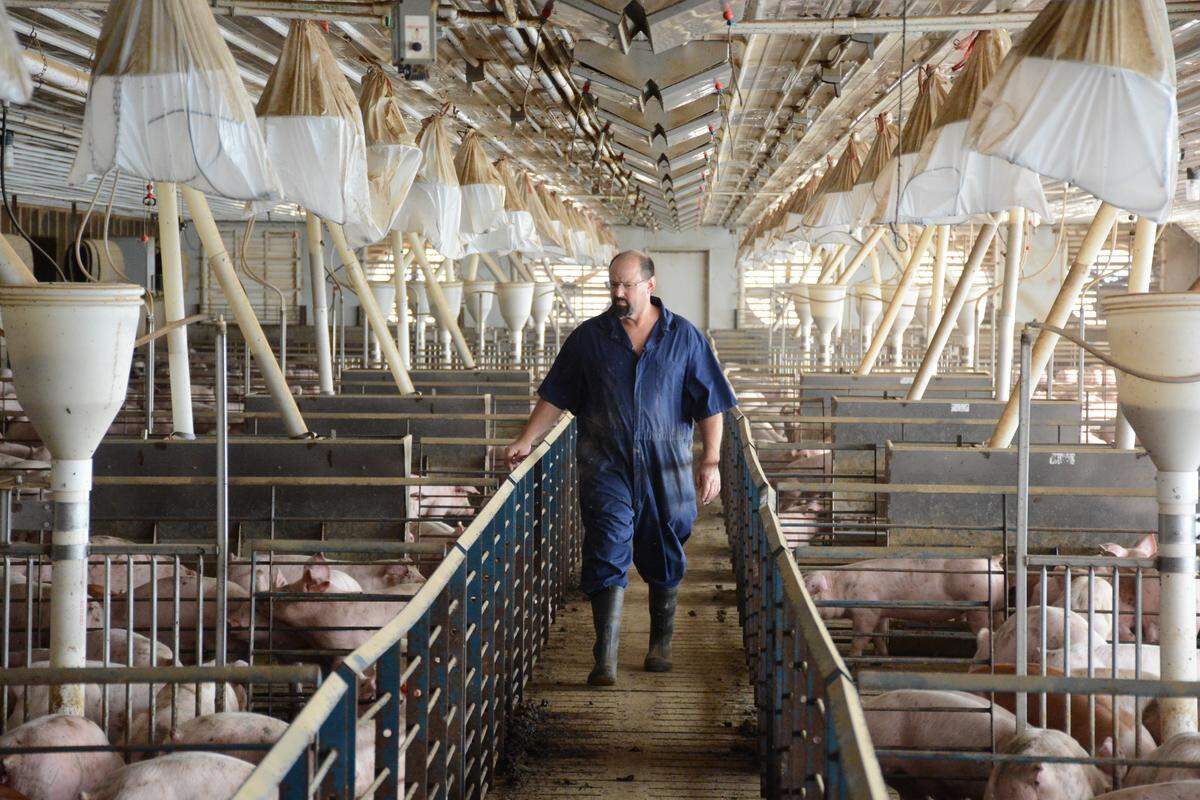 The Maschhoffs, a Clinton County-based  pork production business, now operates in nine states with roughly 1,200 employees, with just shy of 220,000 sows. China has put in place tariffs on pork products from the United States, and in recent weeks, the prices for live hogs has dropped.