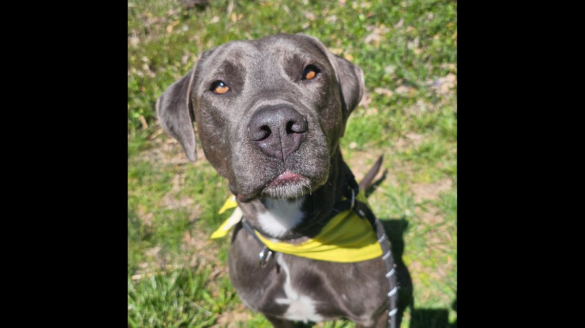 Floyd is a 3-year-old, 67-pound dog listed as an American Pit Bull Terrier mix at the Belleville Area Humane Society. His adoption fee has been reduced to $125.