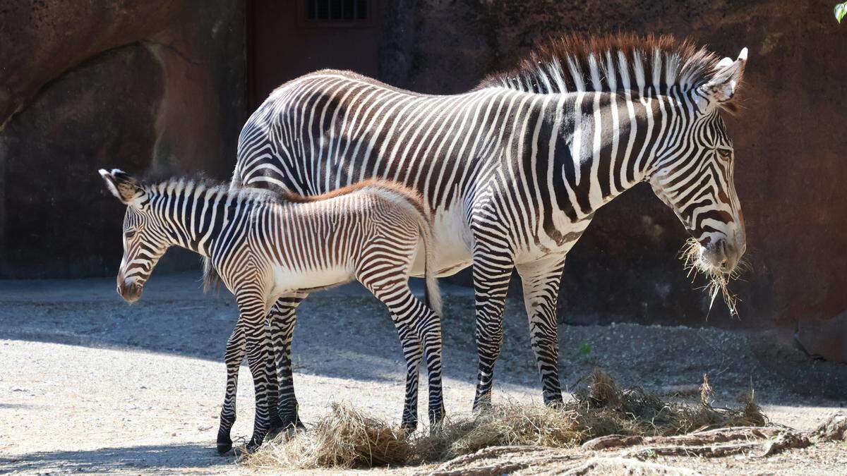 Prince, a male Grevy's zebra foal, was born to mom Amira on May 26 at the Saint Louis Zoo.