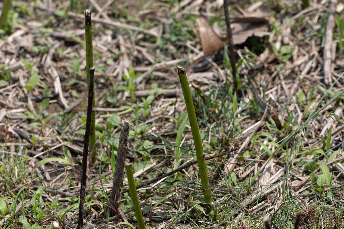 Shortened grass stands as easy evidence of the sheep’s activities. On a small site, such as the three acre solar farm in Salem, only a week or so is required for the sheep to completely landscape the solar farm.