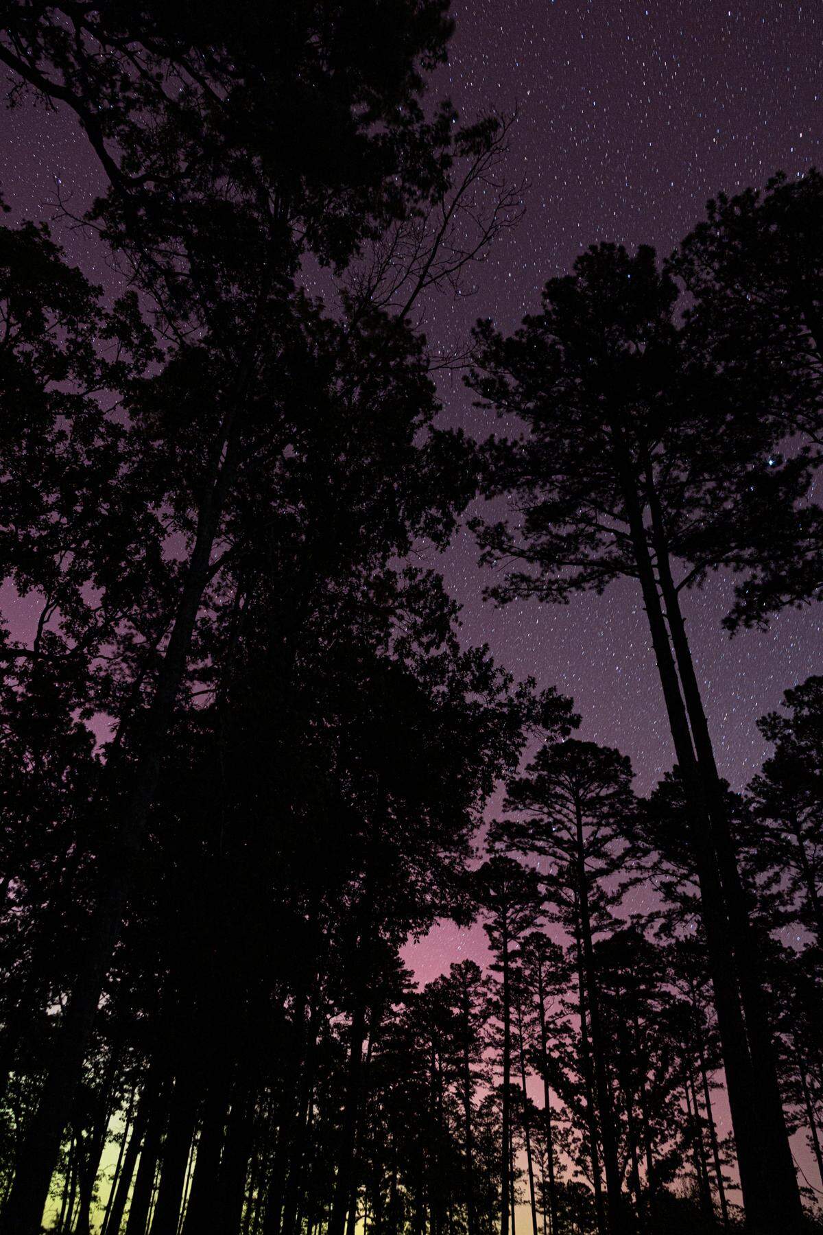 Aurora borealis can be seen in the background of trees in the Bald Knob Wilderness in Shawnee National Forest on May 11, 2024.