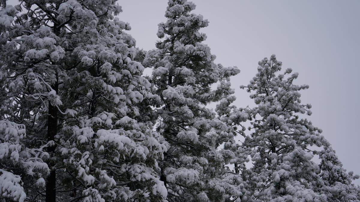The metro-east sees a white Christmas less than half of the time, according to historical data from the National Weather Service.