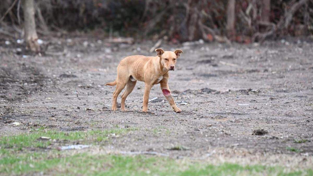 Two animal rescue groups are working to rescue a pack of dogs roaming in East St. Louis.