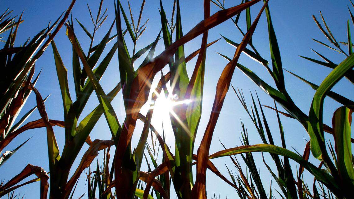 Here’s where you can find cooling sites in the metro-east during sweltering heat wave