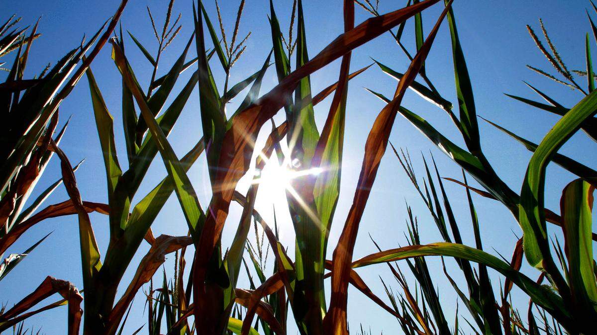 File photo of corn in central Illinois.