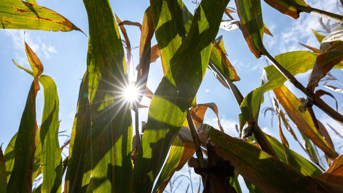 Here’s what to know about corn sweat, like that produced in a cornfield in Dupo, Ill., Aug. 28, 2024.