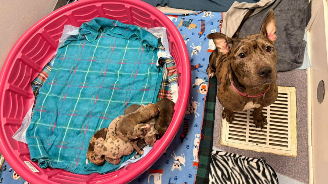 Venice mayor refutes claim that employee mistreated 16 dogs removed from home