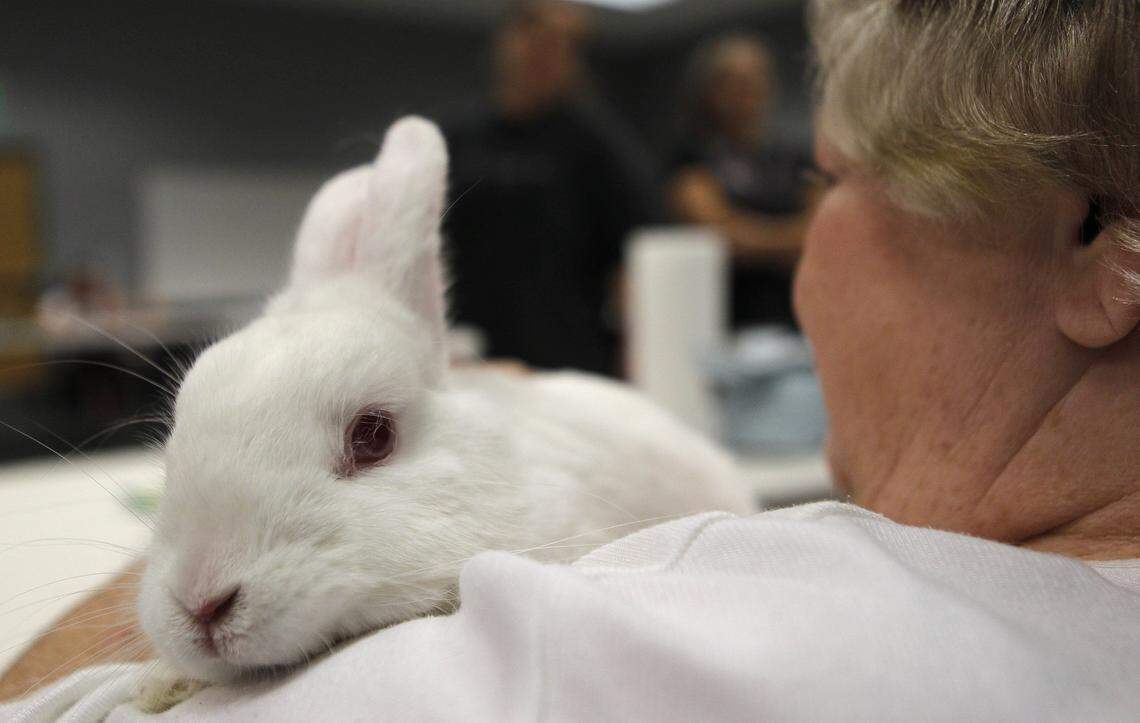 Learn about taking care of pet bunnies at the St. Louis Bunny Expo from 11 a.m. to 4 p.m. Sunday at the Humane Society of Missouri, 1201 Macklind, St. Louis. Free admission. Bring your own bunny for a free nail trim. Presented by the House Rabbit Society.