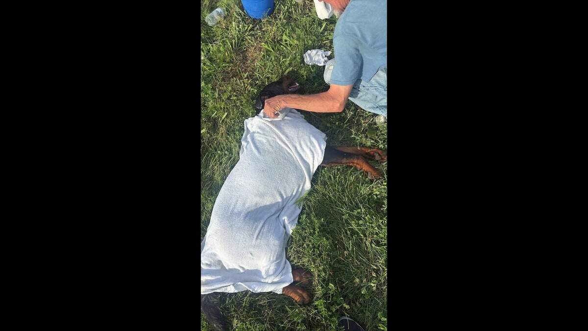 Multible Rotti Press Man gets 10 years for dog dragging in Washington Park | Belleville News ...