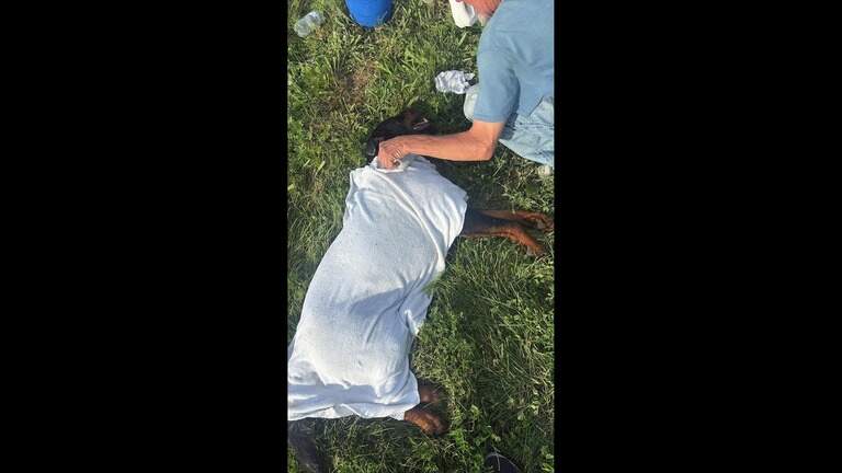 Dog dies after being dragged from vehicle in St. Clair County, suspect held