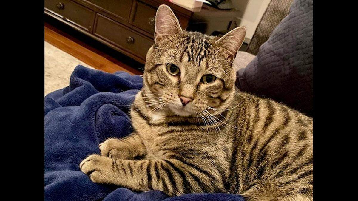 This 10-year-old gray tabby, named Malone, was mistakenly euthanized by St. Clair County Animal Control, according to a civil lawsuit filed by the cat’s owner in federal court.